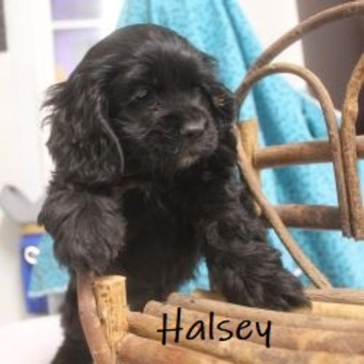 puppy, for, sale, Cocker Spaniel, Joe & Cherri  Overlease, dog, breeder, Miller, MO, dog-breeder, puppy-for-sale, forsale, nearby, find, puppyfind, locator, puppylocator, aca